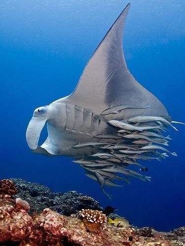 Photo:  A Manta Ray with Remoras